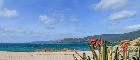 靠近海滩、钓鱼