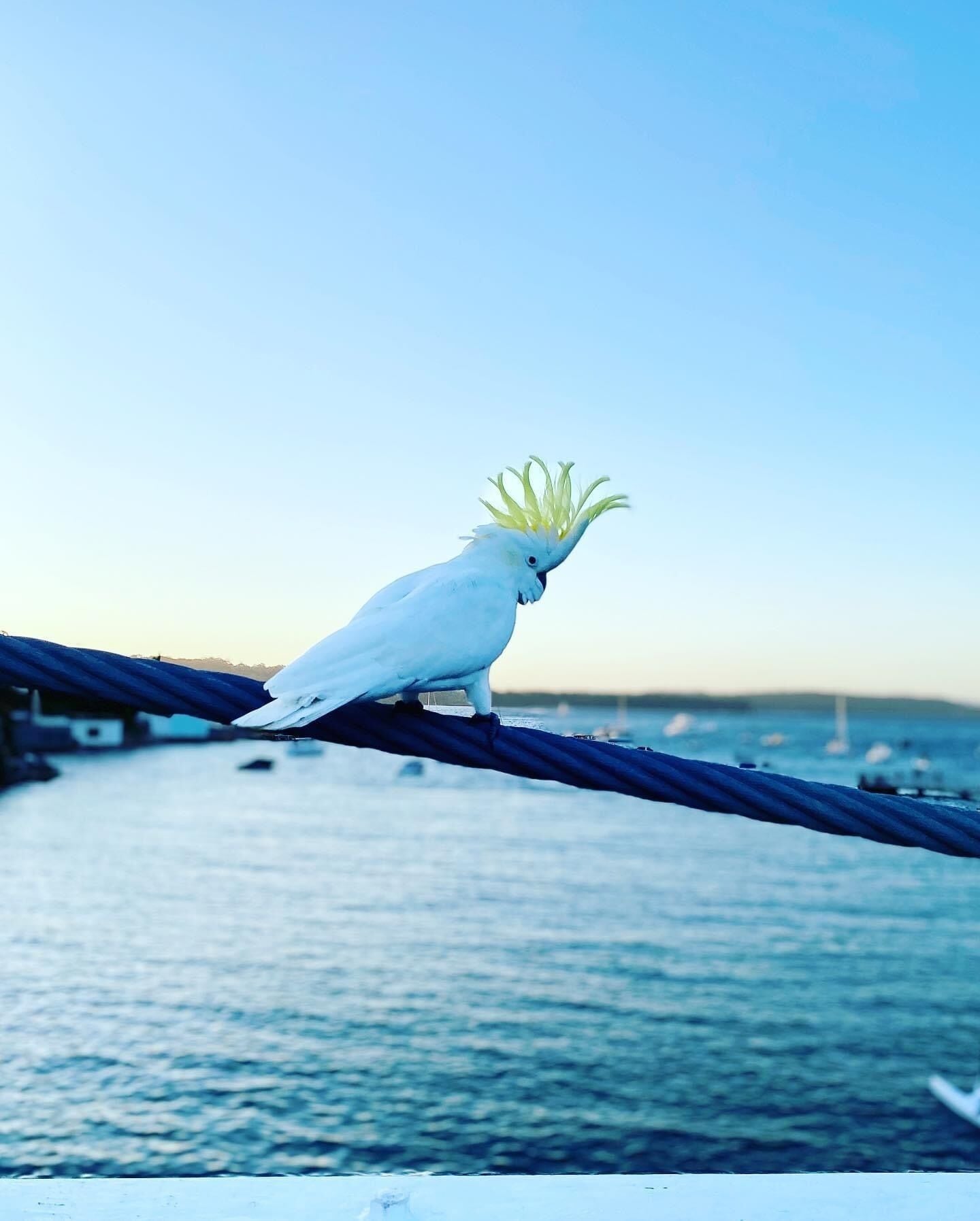 Picturesque apartment by the beach in Parsley Bay — image 8