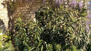 Un bâtiment en pierre, doté d’un toit en tuiles et d’un jardin luxuriant où fleurissent des plantes aux couleurs violettes.