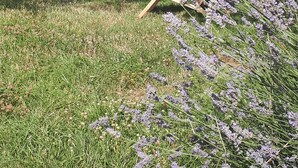 Un espacio al aire libre con dos sillas de madera bajo un árbol, rodeado de césped y plantas de lavanda.