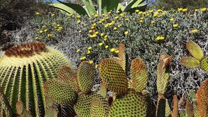 A desert garden with various cacti and yellow flowers. - Volcanic lava stone house short walk to the beach,  sea and mountain views (Arrieta, Lanzarote)