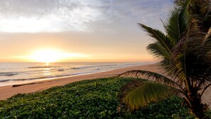 Ein Strand mit einer Palme und üppiger Vegetation im Vordergrund.