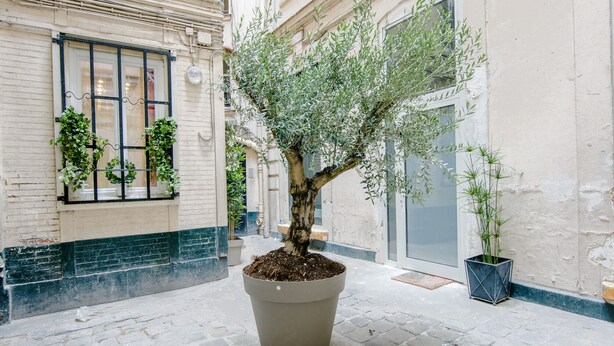 A potted olive tree in a courtyard with a cobblestone floor and a building with a window and a door in the background.