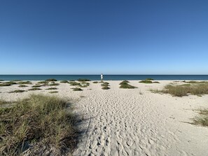 En sandstrand med gles växtlighet och en klarblå himmel.