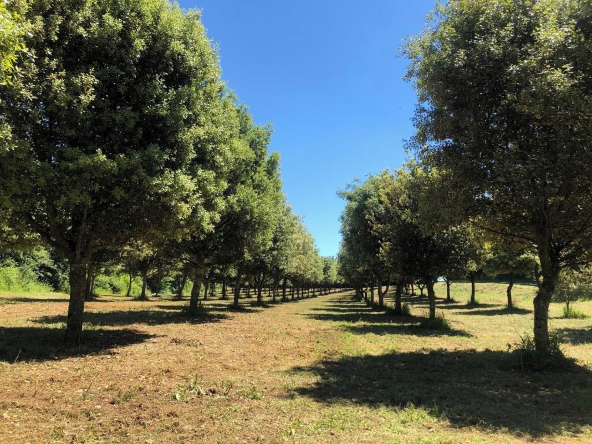 Un sendero bordeado de árboles en un parque.