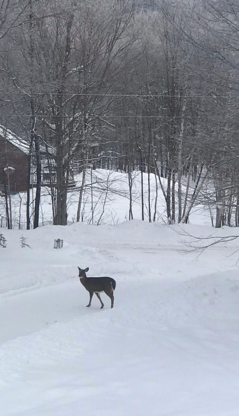 Un paysage enneigé avec un cerf se tenant au milieu d’un sentier recouvert de neige.