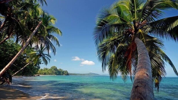 Una playa con palmeras y agua azul cristalina.