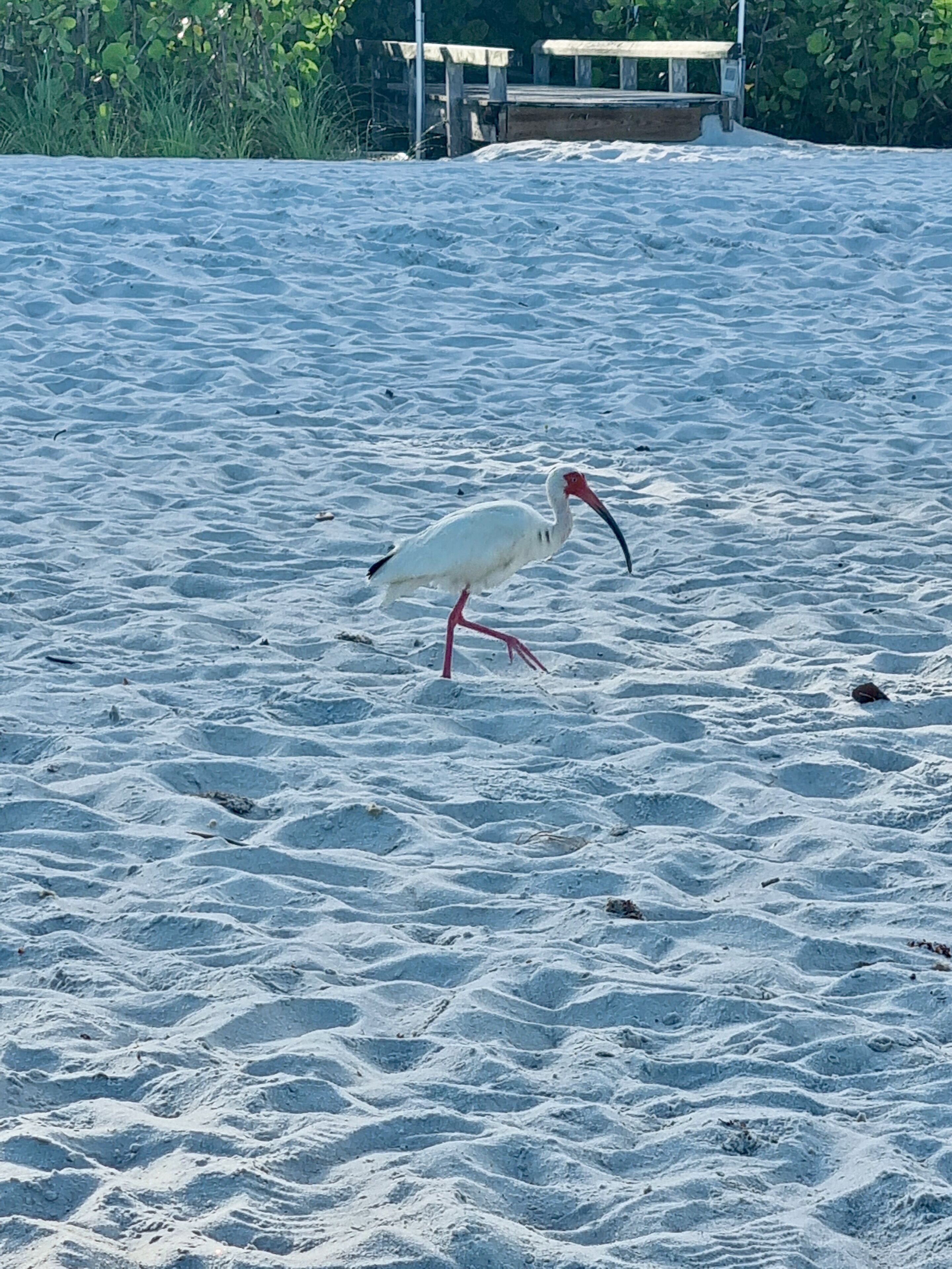 A white bird with a long beak and red legs walking on sandy ground.