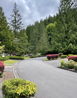 Stroll through a serene residential street lined with mature evergreen trees and well-manicured shrubbery.