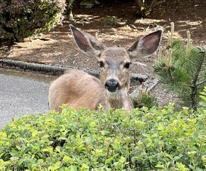 Escape to a serene natural habitat, home to a variety of wildlife, including deer.