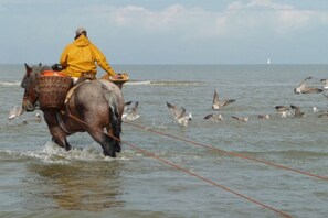 Nära stranden