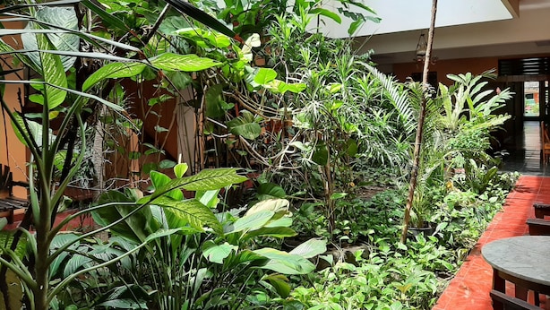 Un jardin intérieur luxuriant, avec une variété de plantes et un chemin bordé de dalles rouges.