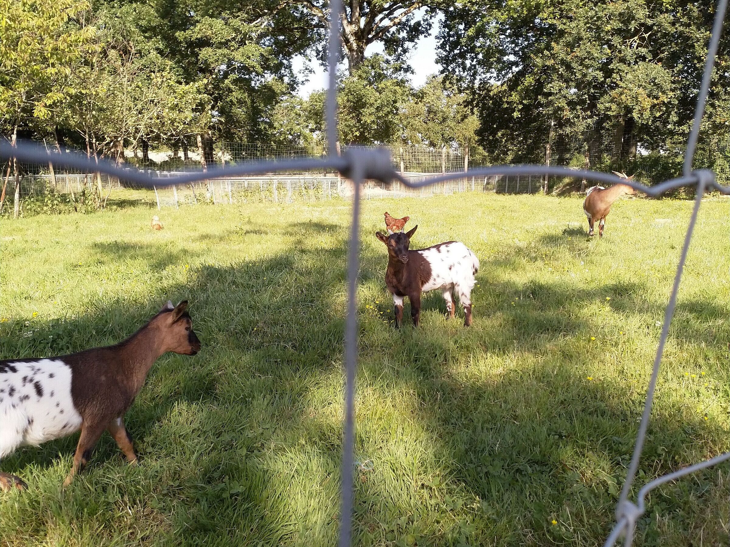 Un espace extérieur clos, avec de l’herbe et des arbres.