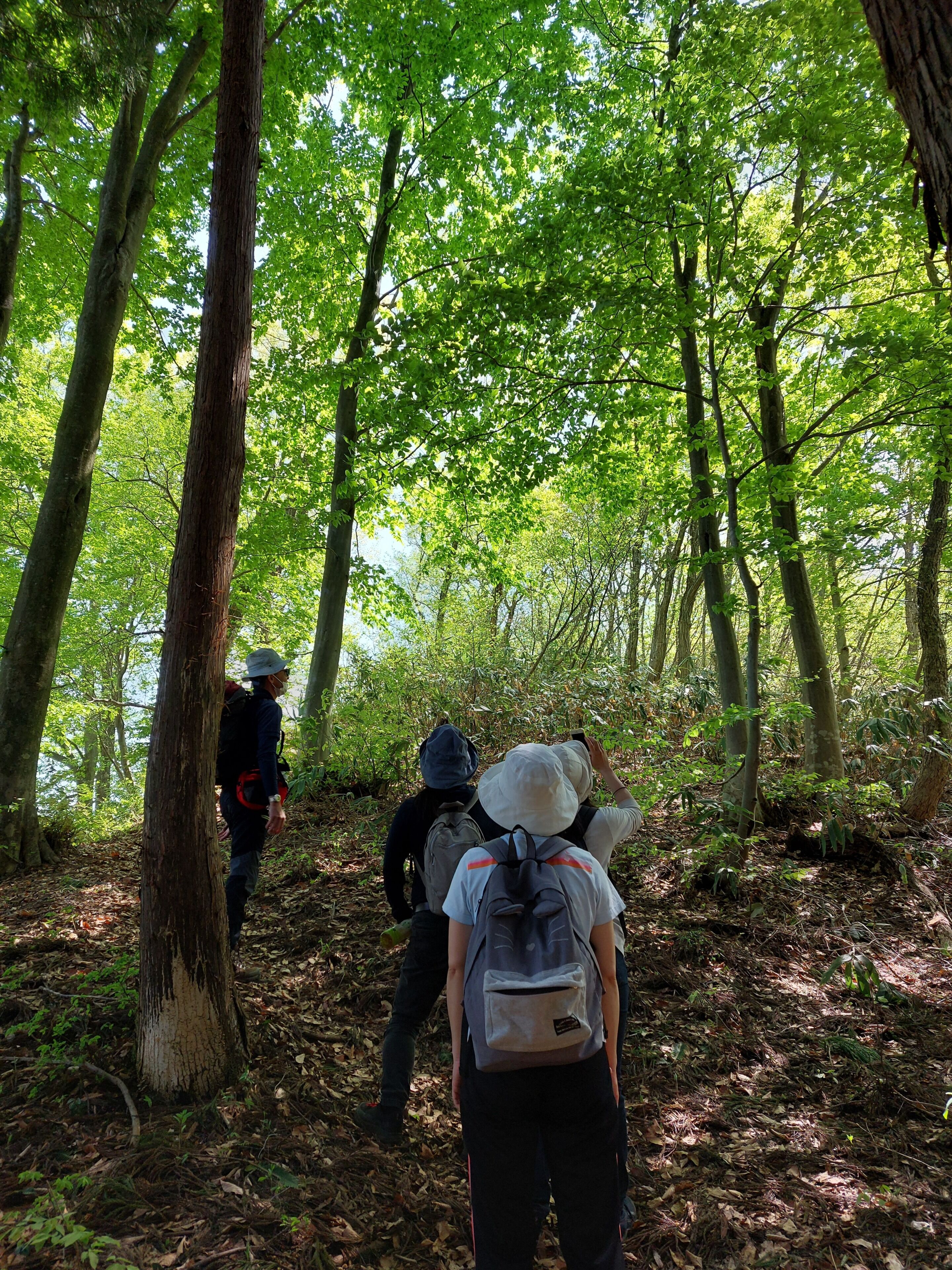 Uma trilha para caminhada em meio à floresta, com árvores e cobertura vegetal natural.