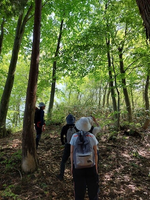 A forested hiking trail with trees and natural ground cover. - Echigoyuzawa Onsen Hirokawa Hotel (Yuzawa)