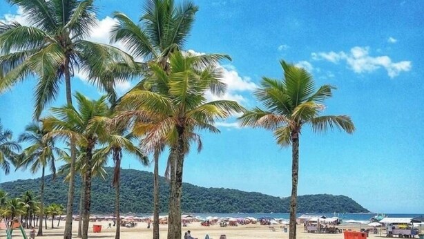Ein Strand mit Palmen und blauem Himmel.