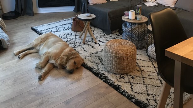 Un salon avec un canapé, une table basse, une table à manger, un chien allongé sur le sol et une fenêtre avec des rideaux.