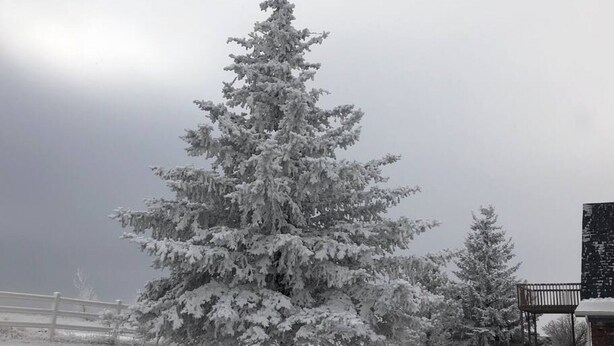 A snow-covered evergreen tree in a snowy landscape.