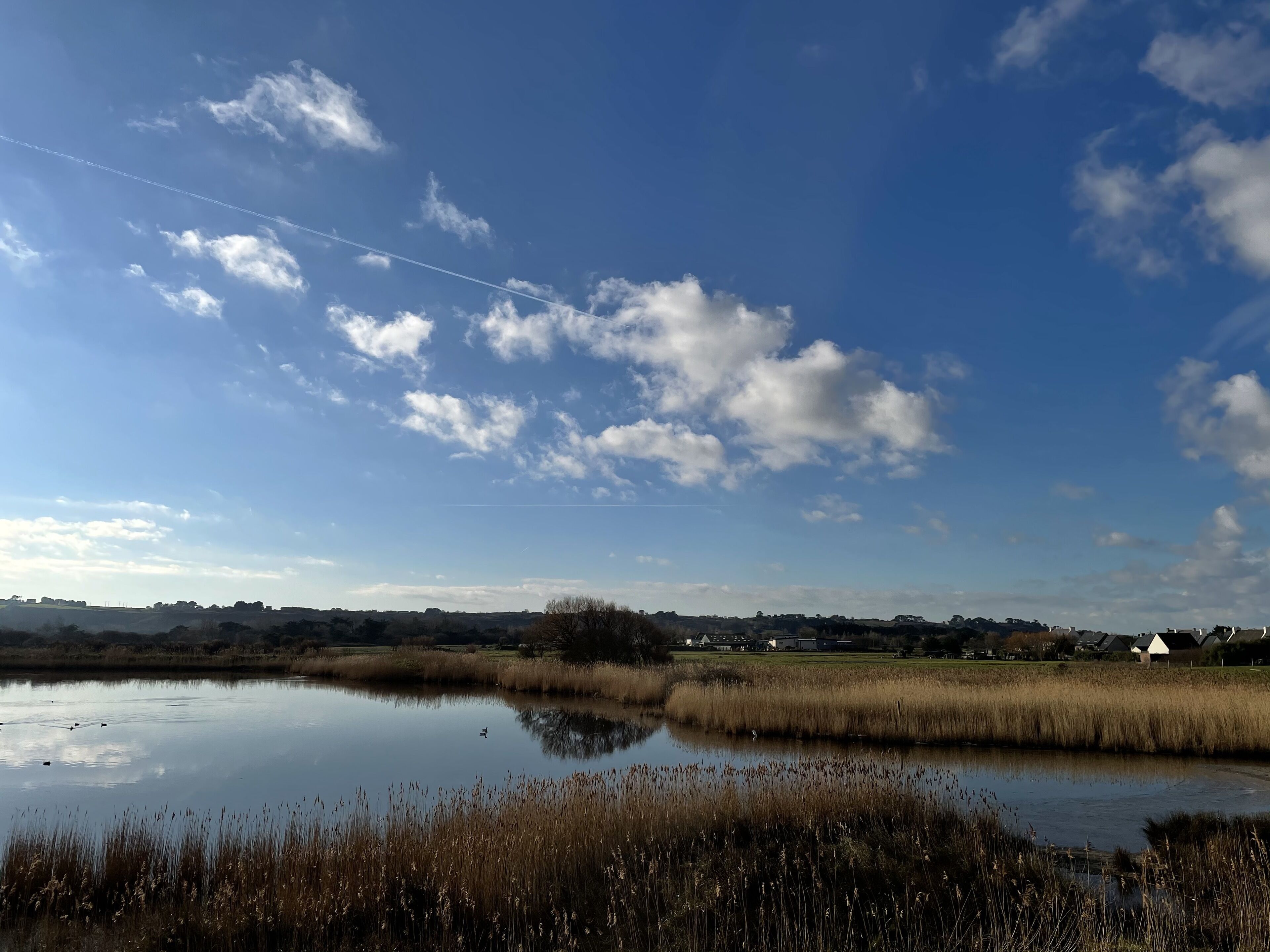 Een rustig meer met rietkragen op de voorgrond en een heldere blauwe lucht met verspreide wolken.