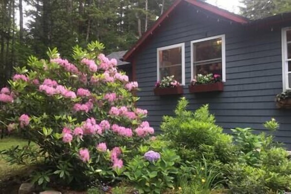 A dark wooden house with two windows, surrounded by lush greenery and pink flowers.