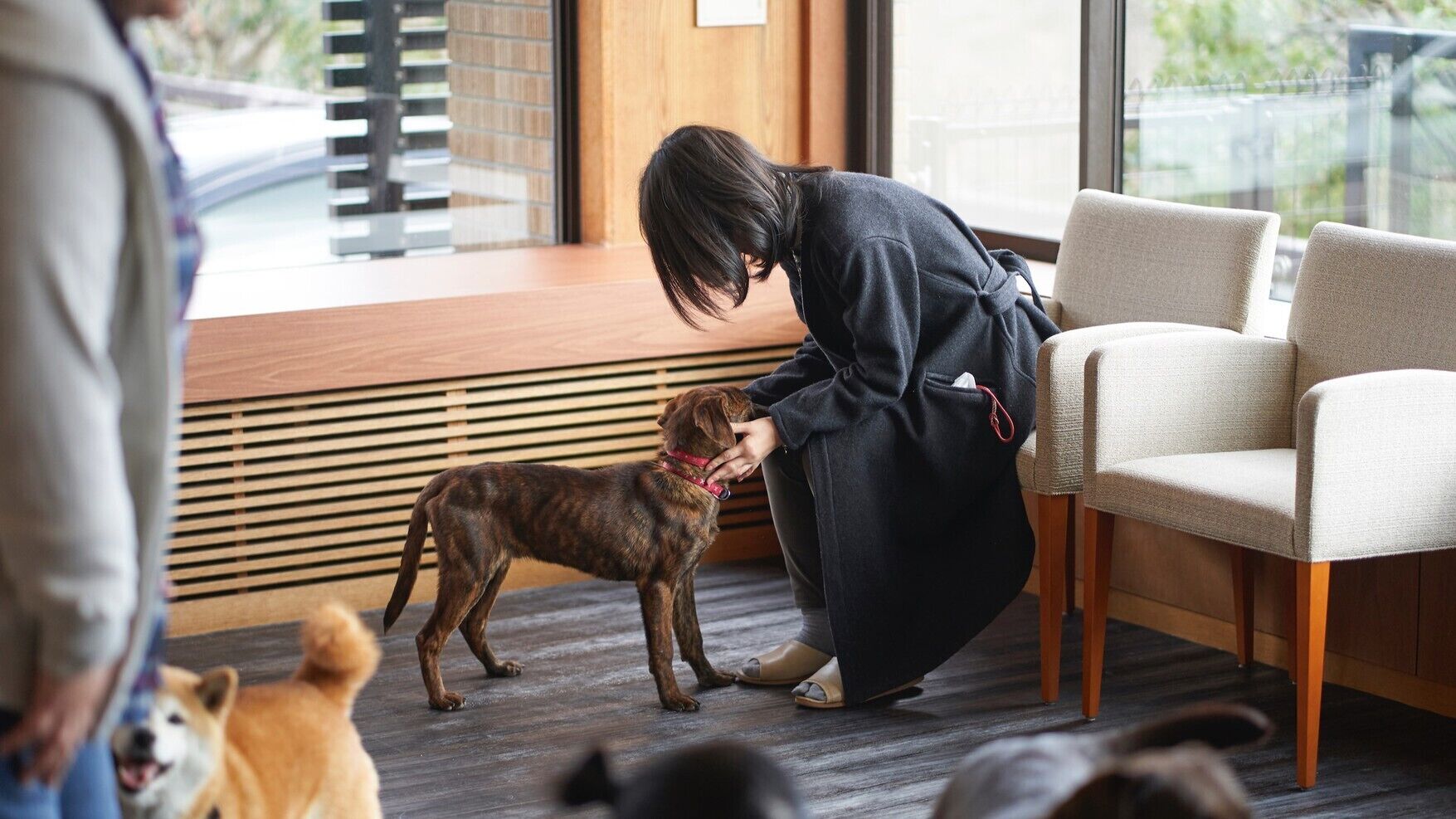 A person interacting with a dog in a room with a window, a chair, and a wooden floor.