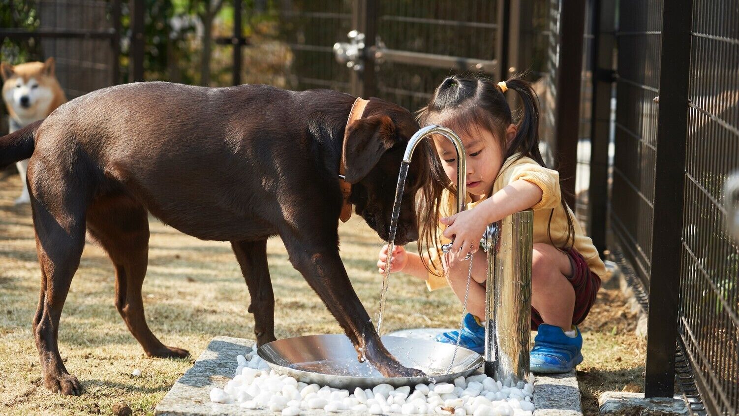 A child interacting with a dog near a water source, with a metal bowl on the ground.