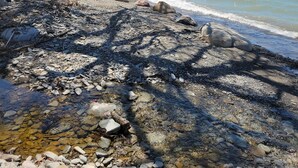 Une plage rocheuse aux eaux cristallines, un escalier descendant vers le rivage et un arbre aux branches nues.