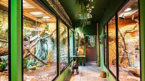 A corridor with glass enclosures housing various reptiles and birds, with educational displays and a tiled floor.