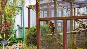 A primate in a naturalistic enclosure with a wooden structure and mesh barriers, surrounded by rocks and greenery.