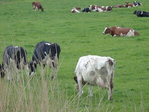 Property grounds - First floor vacation apartment Roseneck on the North Sea in Schleswig-Holstein, (Friedrichskoog)