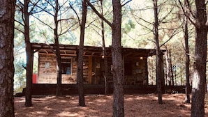 A rustic cabin surrounded by tall pine trees.