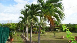 Een tuin met palmbomen, een gazon en een groene hek.