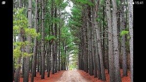 Un sentier forestier bordé de grands arbres.