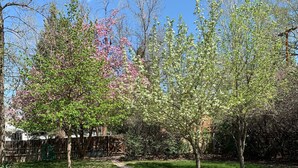 A well-maintained grassy area with a clear path, surrounded by trees with blooming flowers. - Relax, unwind and enjoy!  (Cody)
