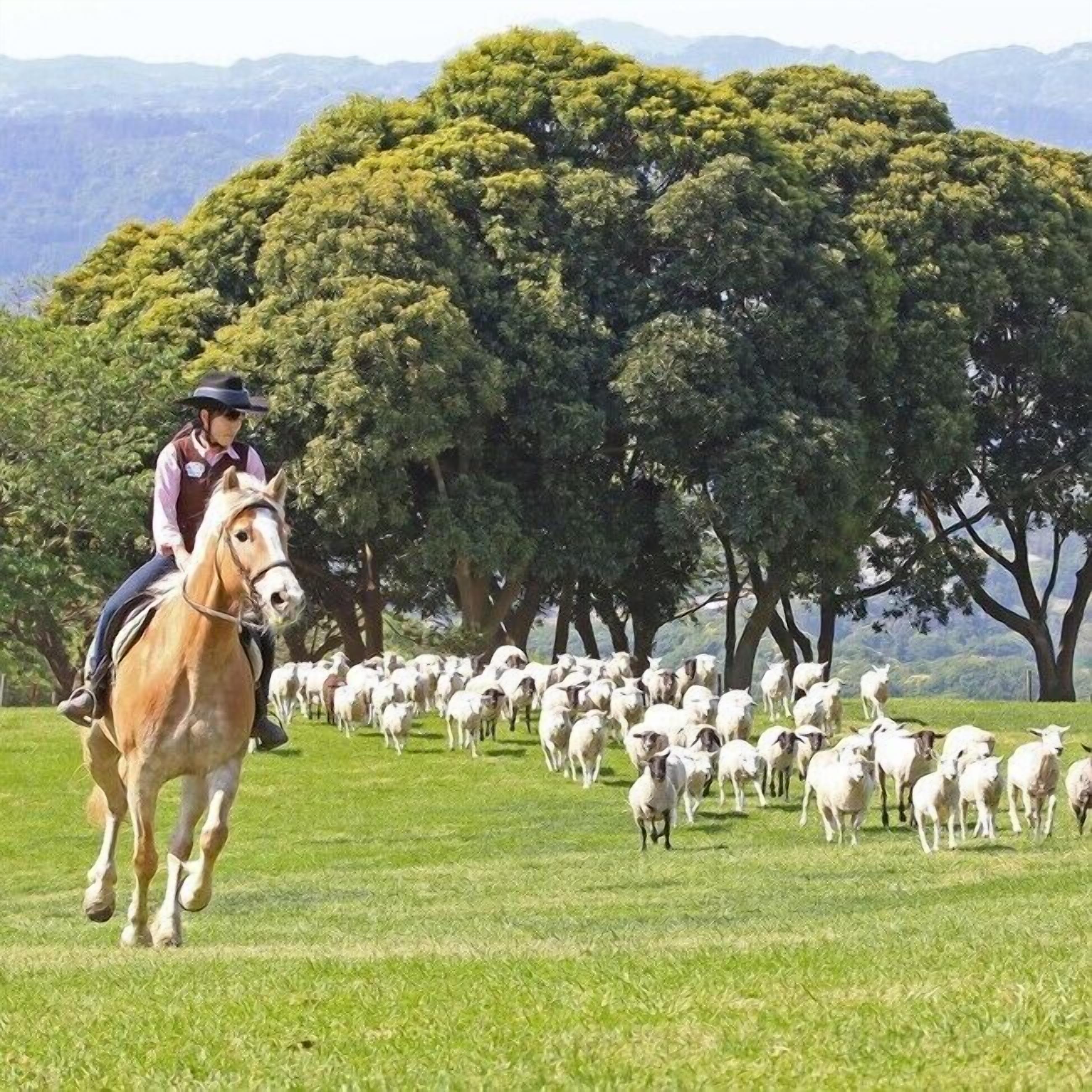 A person riding a horse in a grassy field with a flock of sheep.