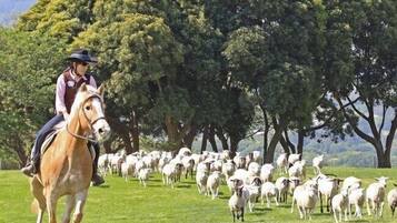 A person riding a horse in a grassy field with a flock of sheep.