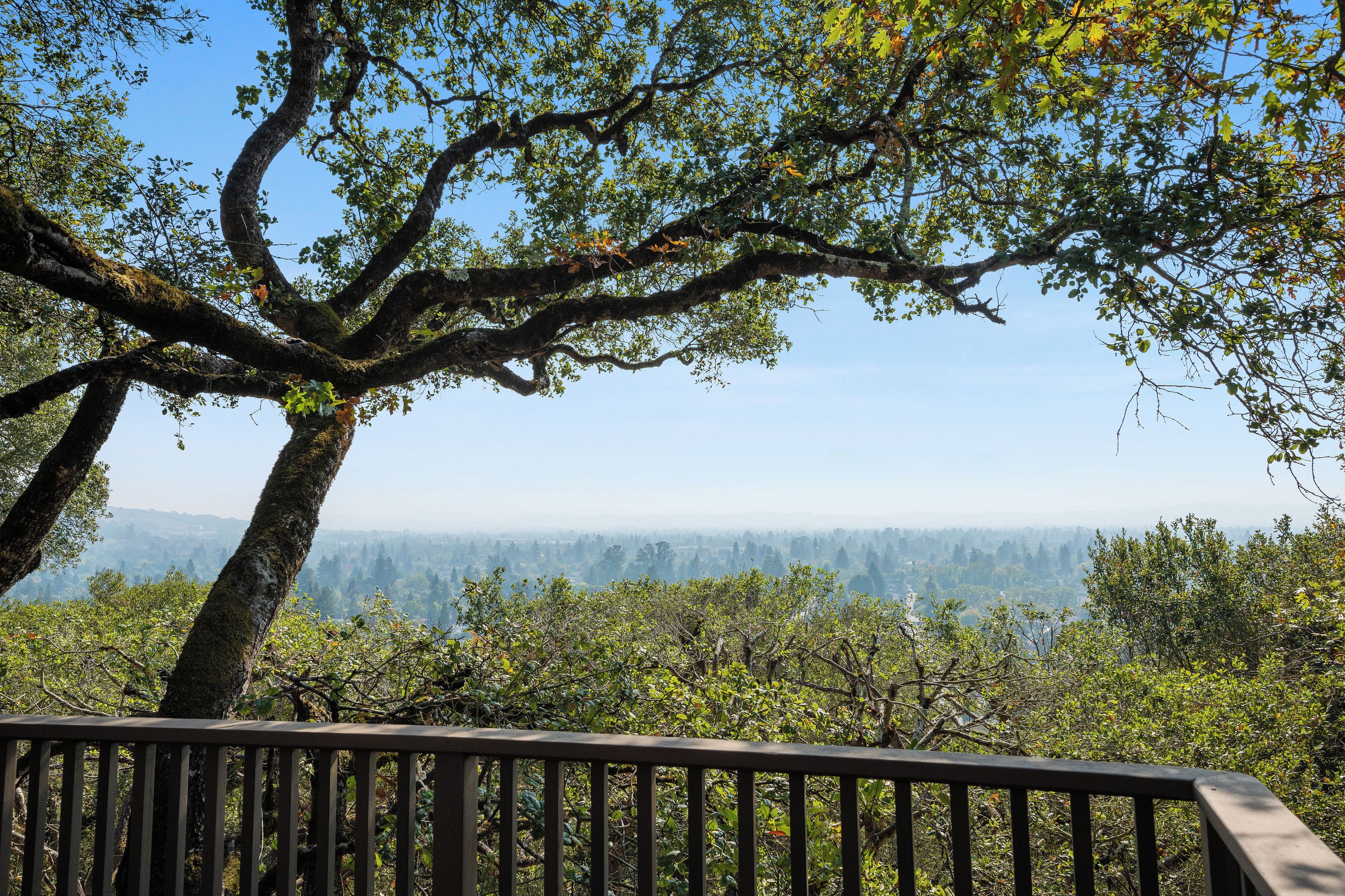 A large tree with a wide canopy, a wooden deck, and a view of a forested landscape.