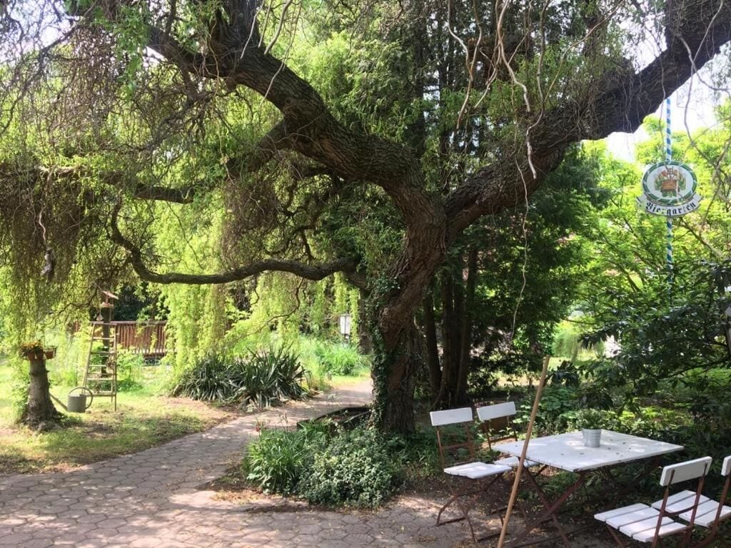 A garden with a large tree, a bench, and a table.