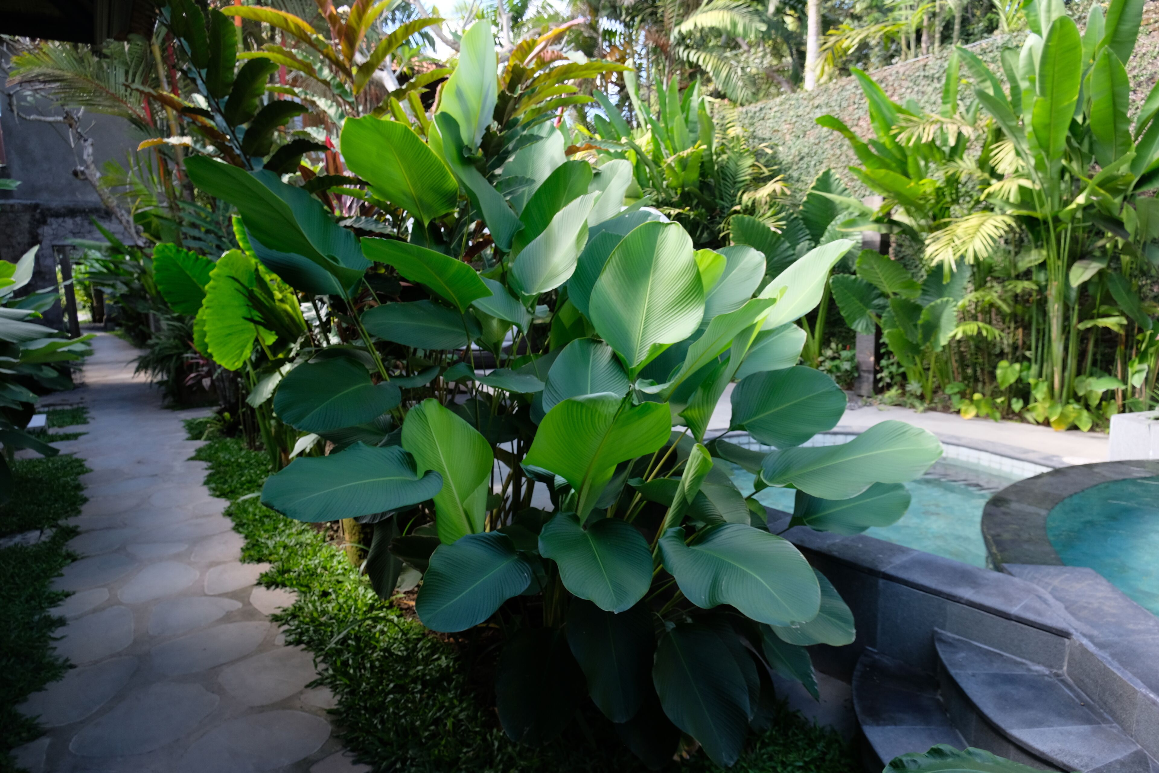 A garden pathway with lush green foliage and a stone pool.