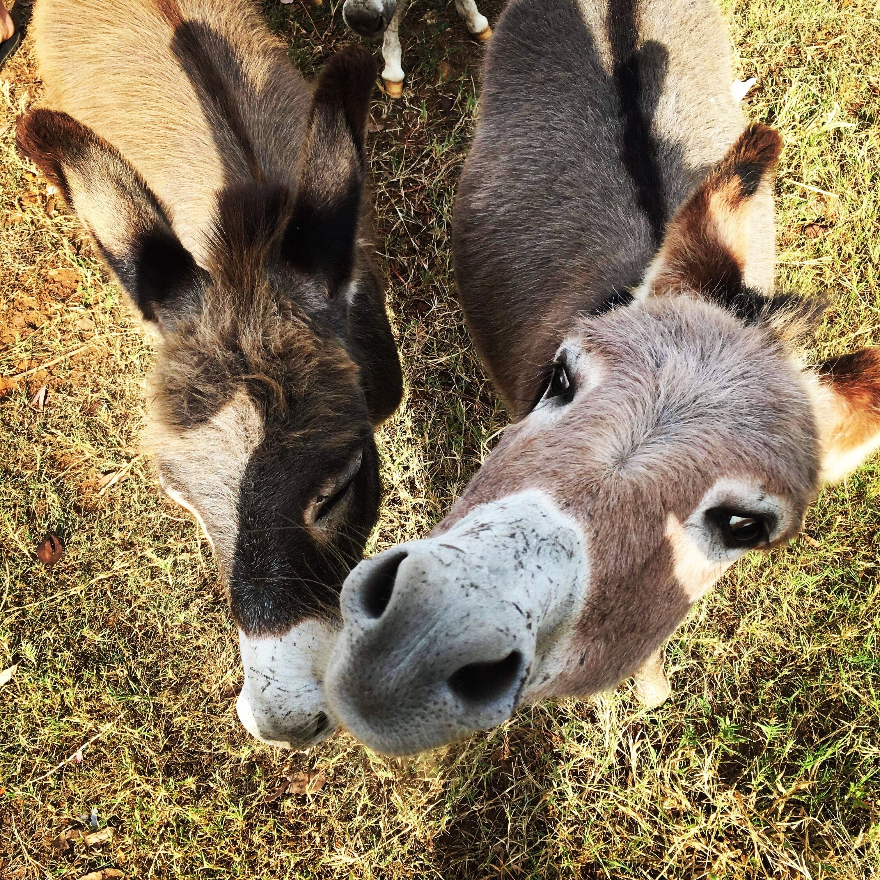 Il Cappannone @ Mystery Hills -  Come and Meet the Mini Donkeys