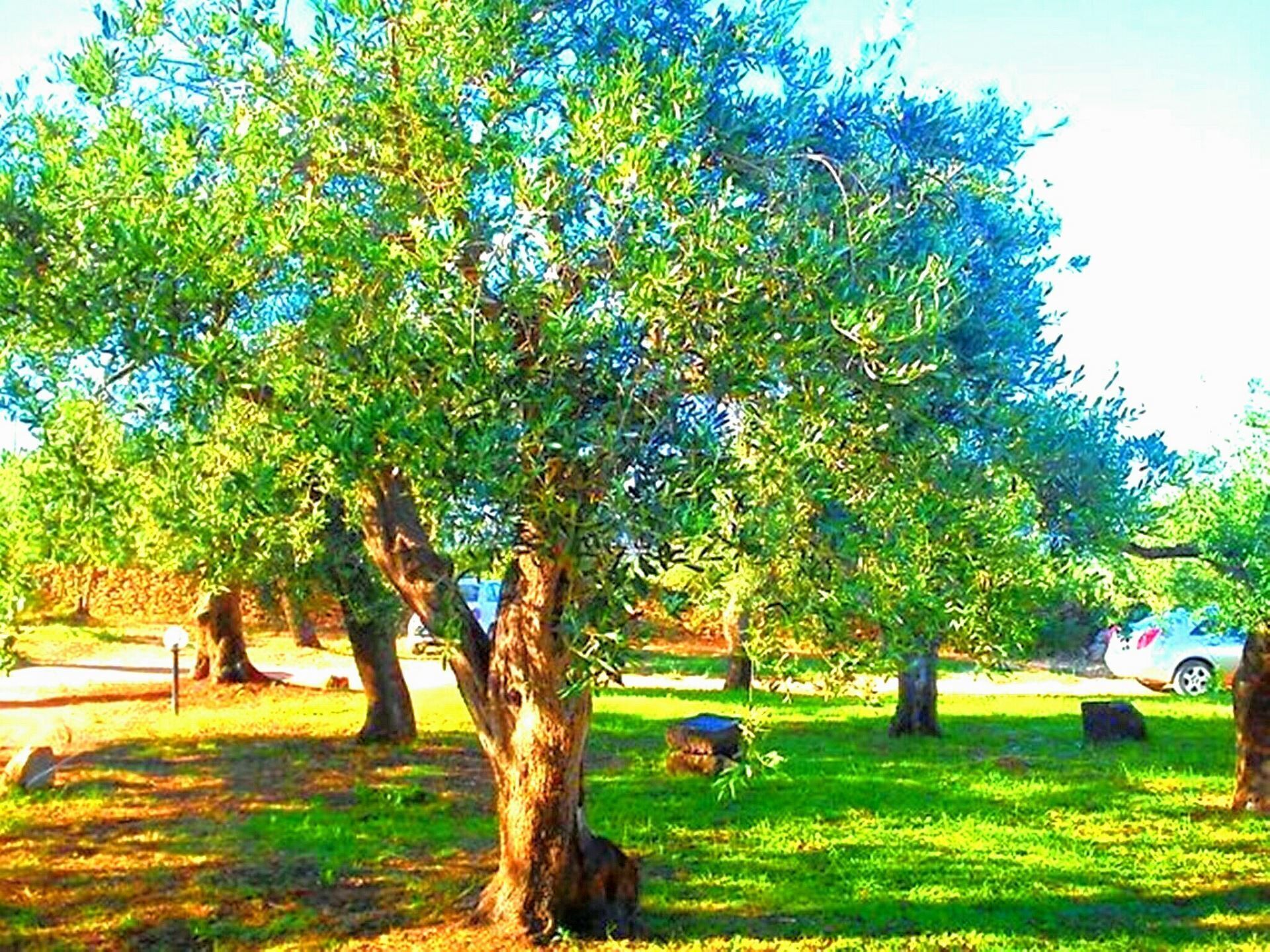 Parco della struttura