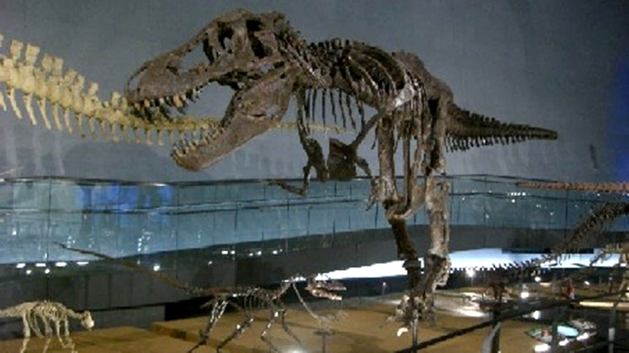 Un'esposizione di scheletri di dinosauri in un museo.