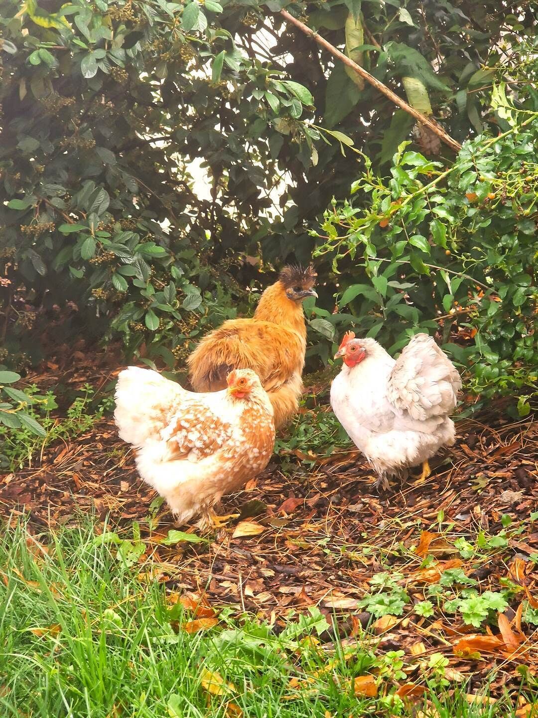 Three chickens walking on a leaf-covered ground with dense foliage in the background.