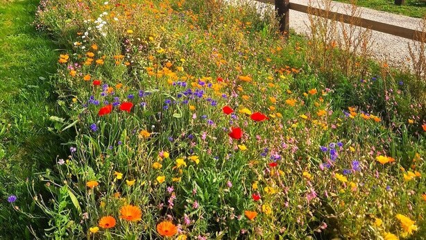Paisaje rural con una valla de madera y diversas flores silvestres de colores.