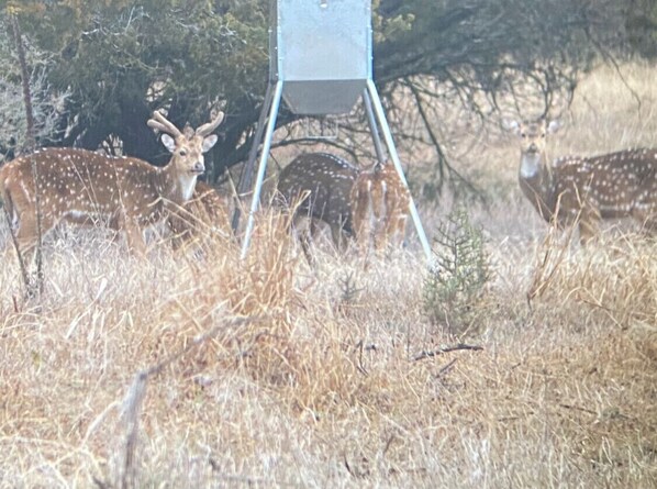 A deer in a dry, grassy field with a metal structure in the background.
