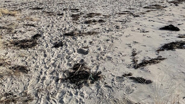 A beach with visible footprints and seaweed, leading to the ocean under a clear sky. - Buoy Beach House Wells (Wells)