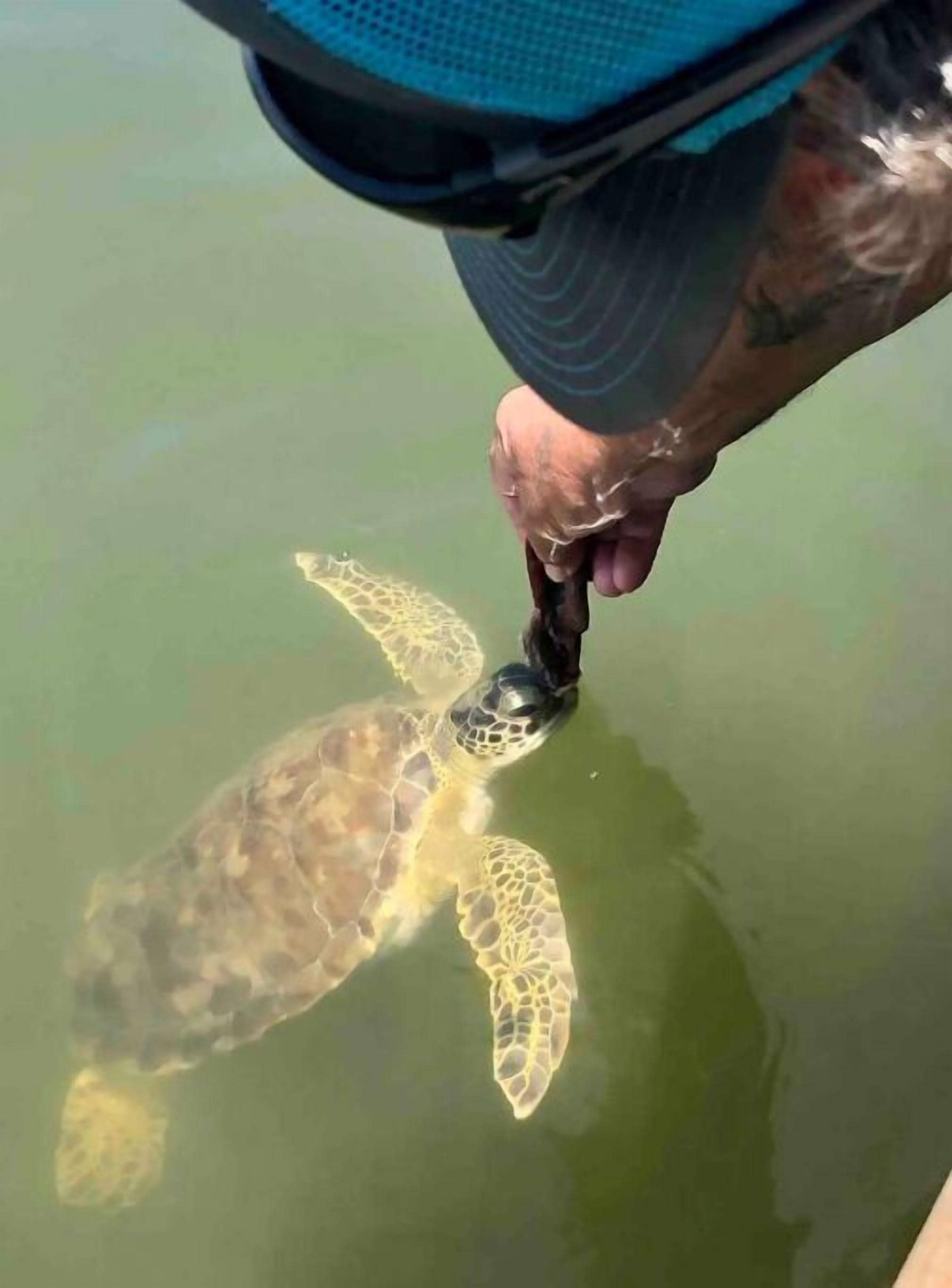 Eine Person hält eine Meeresschildkröte im Wasser.