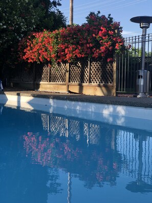 Outdoor pool - Luxurious & cozy Large 4 BR 2BA Home with Swimming POOL- San Jose Cambrian area (San Jose)