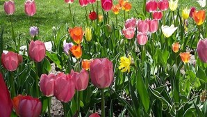 A garden with a variety of tulips in full bloom, a wooden fence, and a mountainous landscape in the background. - Alpaca My Bags & Alpaca Experience! (Silt)