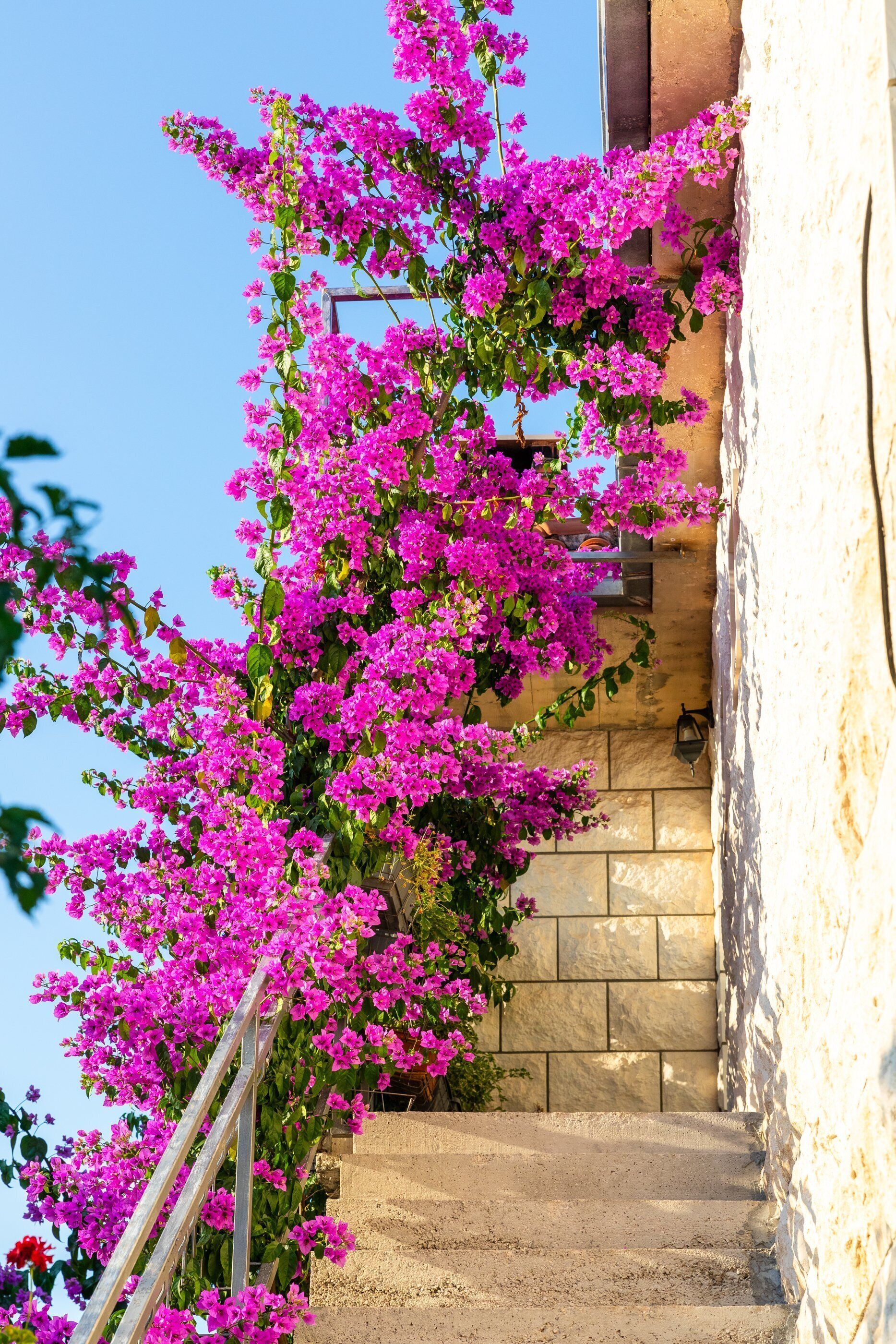 Leilighet (Four Bedroom Apartment -Terrace and S) | Trapp